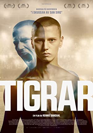 Tigers // Tigrar